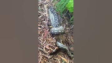 Time lapse Python eating possum Queensland Australia