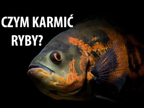 Karmienie Ryb drapie nych. Oscar Fish - Piel gnice 