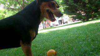 PINSCHER DOG INTELLIGENCE