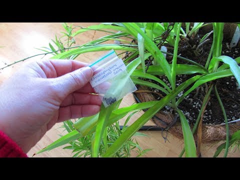 Como colher sementes da planta Spider - clorofito