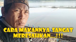 Download Lagu Edisi 10-1-2026/mancing jatigede cara makan yang meredakan...  MP3