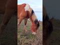 Horse 🐎 with an unusual black and white mane Лошадь 🐴 с необычной чёрно-белой гривой ++ #horse
