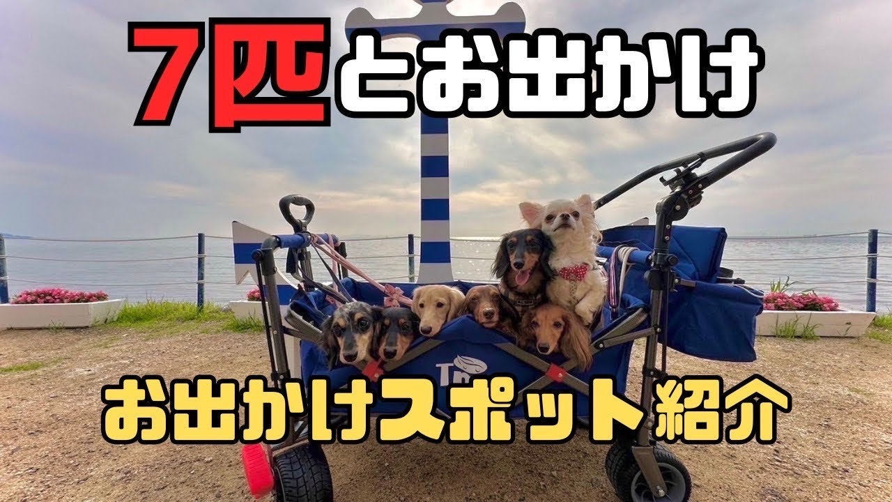 An old man living with seven dogs] Introducing places to go with