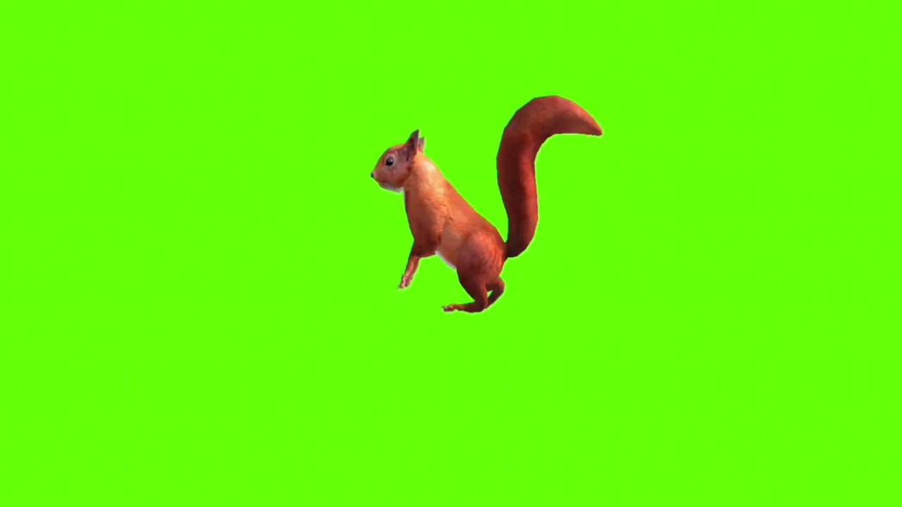 Stand up squirrel green screen।cartoon green screen। squirrel green screen। ostad animation