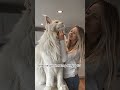 Maine Coon Cats: The Giant Fluffy Lions of the Cat World🐾#cat #viral