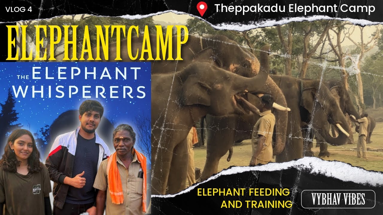 Theppakadu Elephant Camp |  What I Discovered at the BEST Elephant Camp in the World