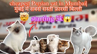 cheapest Persian cat in Mumbai| | kurla fish market| मुंबई में सबसे सस्ती फ़ारसी बिल्ली