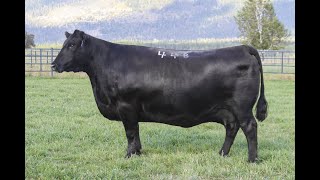 Lot 111 - Donna 448