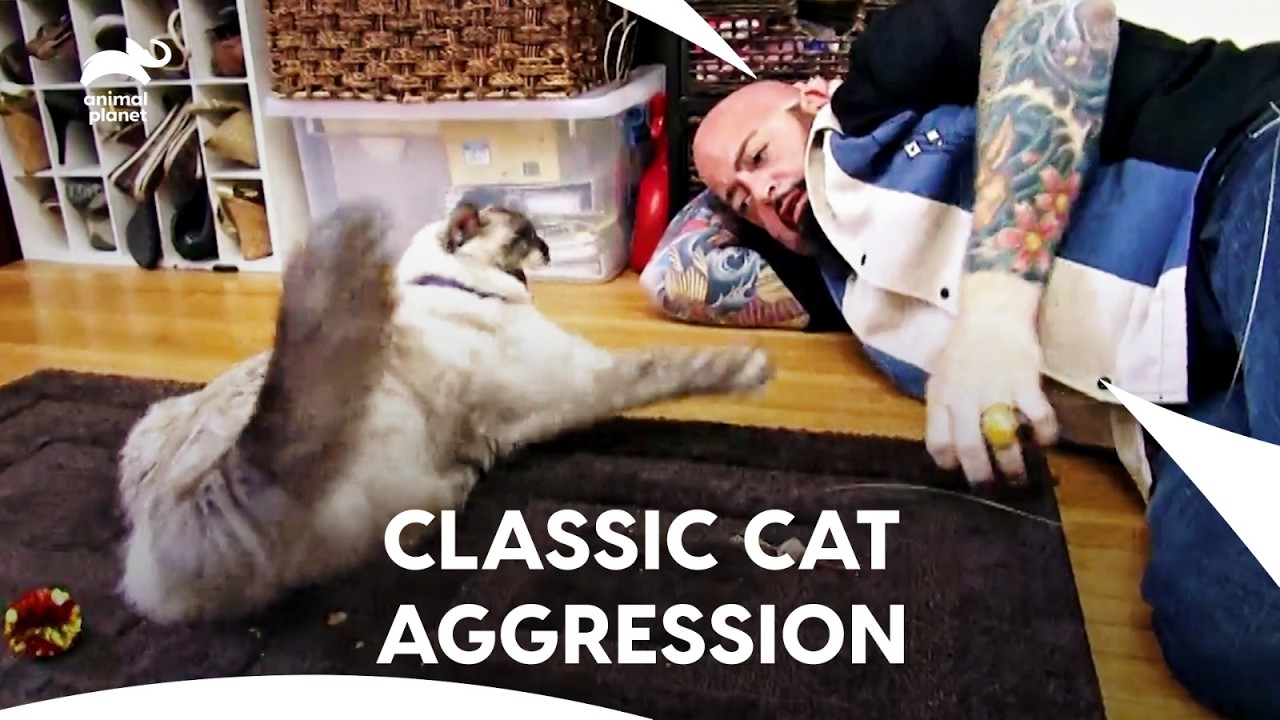 Хозяин готов усыпить этого разъярённого кота! Спасёт ли Джексон? | Мой кот из ада, сезон 4, серия...