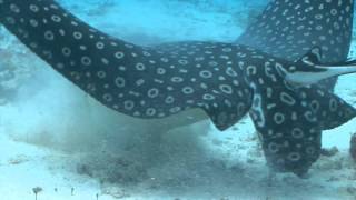 Get to Know the Spotted Eagle Ray