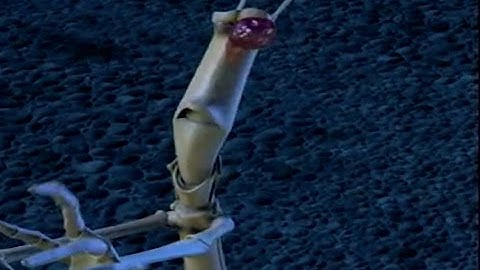 THEY snatch my eyes - A Bug