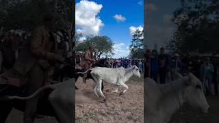 CAVALÃO CASTANHO HABILIDOSO SAIU NA COLA DA NOVILHOTA NELORE, PISANDO NA ANCA #pegadeboi #vaqueiro