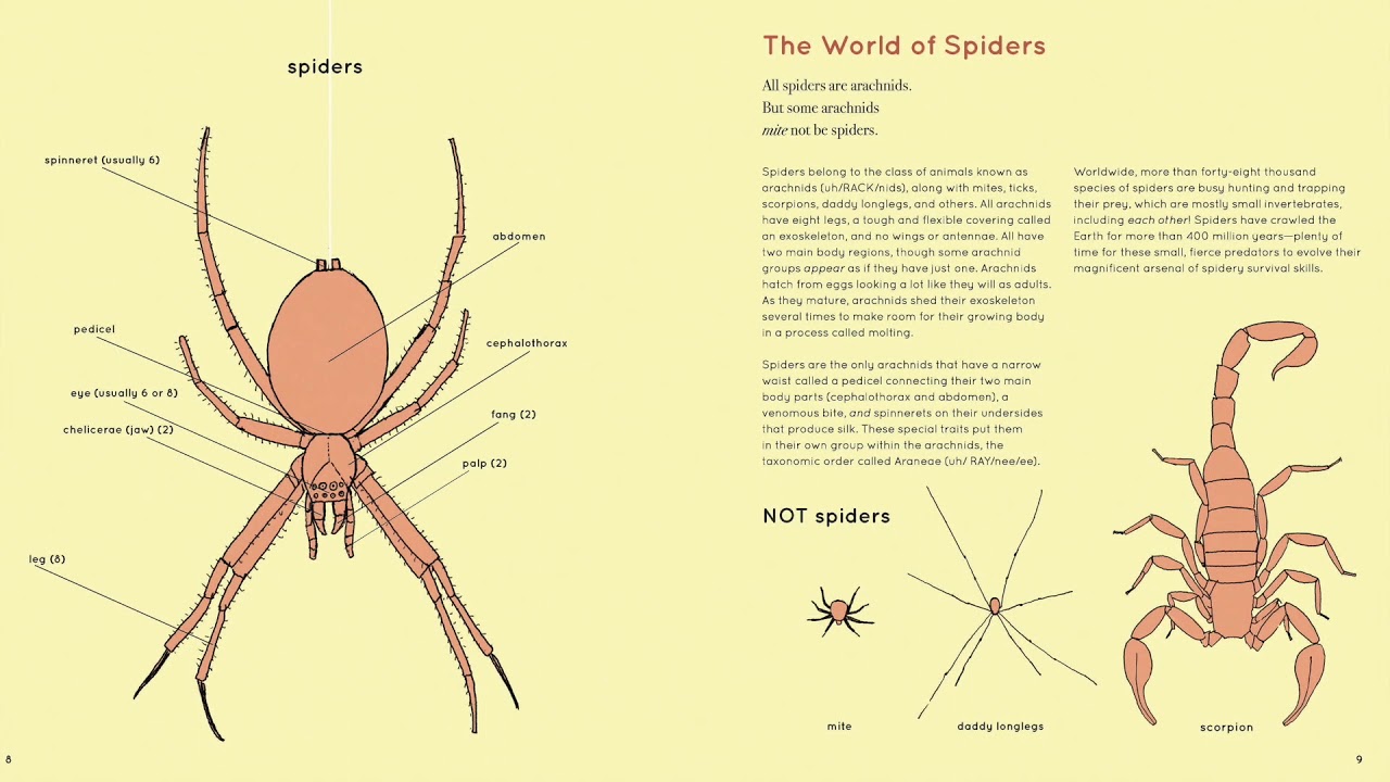 Spider Parts. Spider Anatomy. A Spider has got eight Legs. Spider 8 Legs.