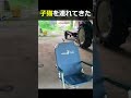 変な鳴き声で帰って行ったと思ったら　#猫　#野良猫　#子猫　#古民家暮らし　#田舎暮らし