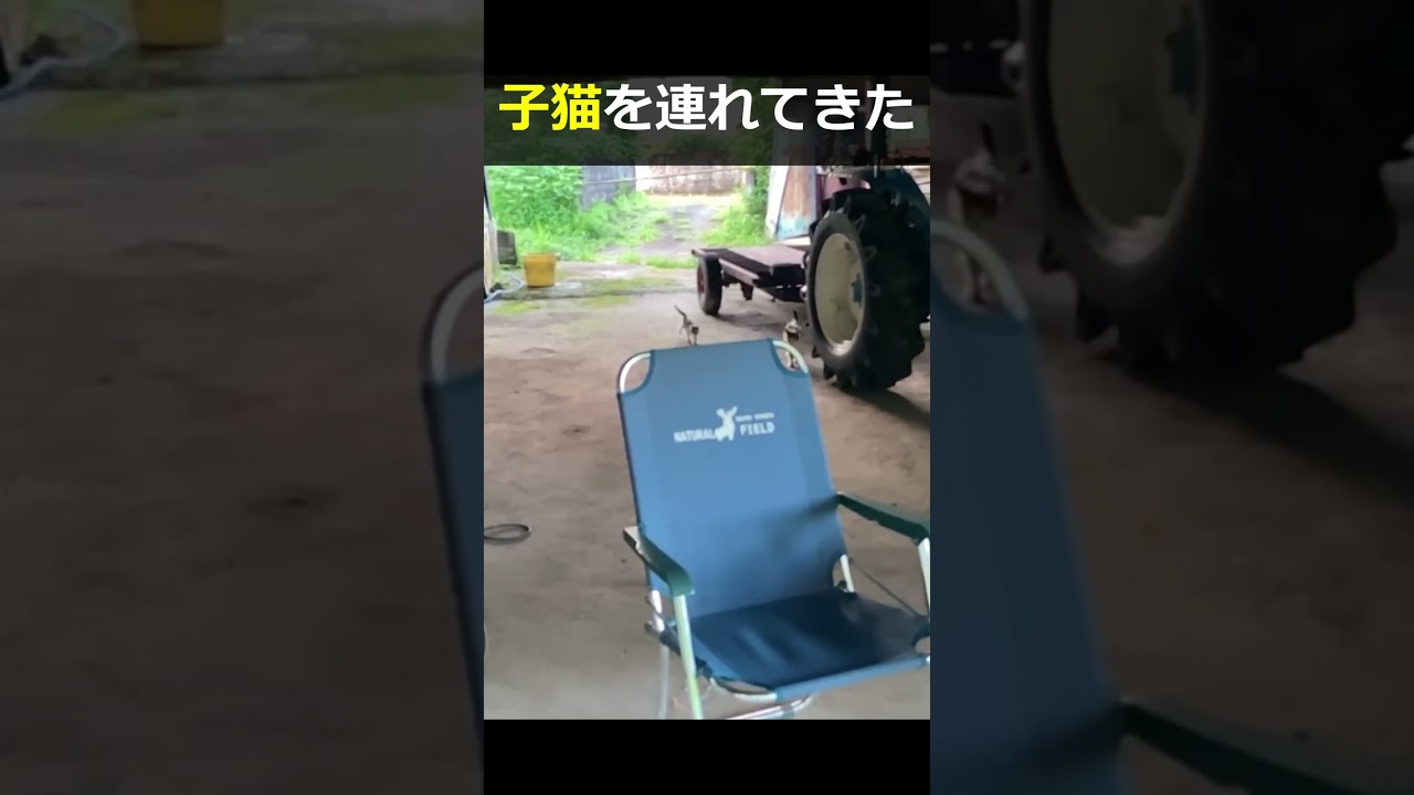 変な鳴き声で帰って行ったと思ったら　#猫　#野良猫　#子猫　#古民家暮らし　#田舎暮らし