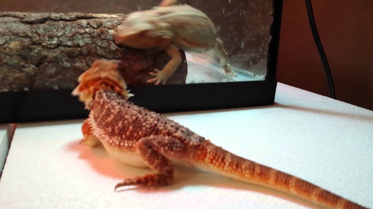 Two Male Bearded Dragons Meet YouTube