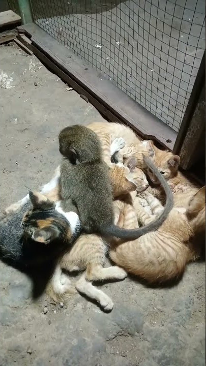 kucing dan monyet lucu banget bikin ketawa #shorts #subscribe