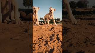 Pitbull Puppy Shorts In Group.