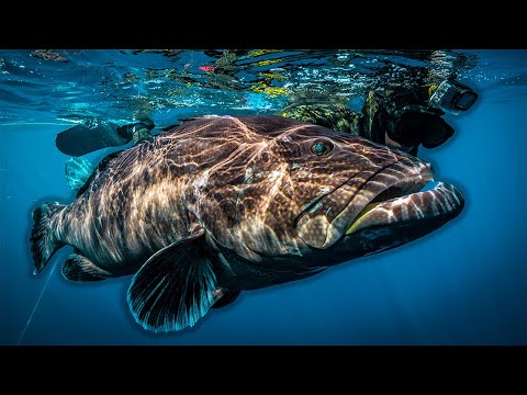 Spearfishing Giant Grouper in Gulf of Mexico (coastguard called)