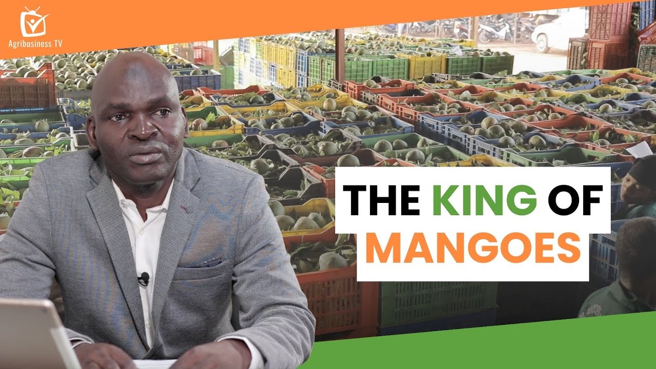Burkina Faso: The king of mangoes