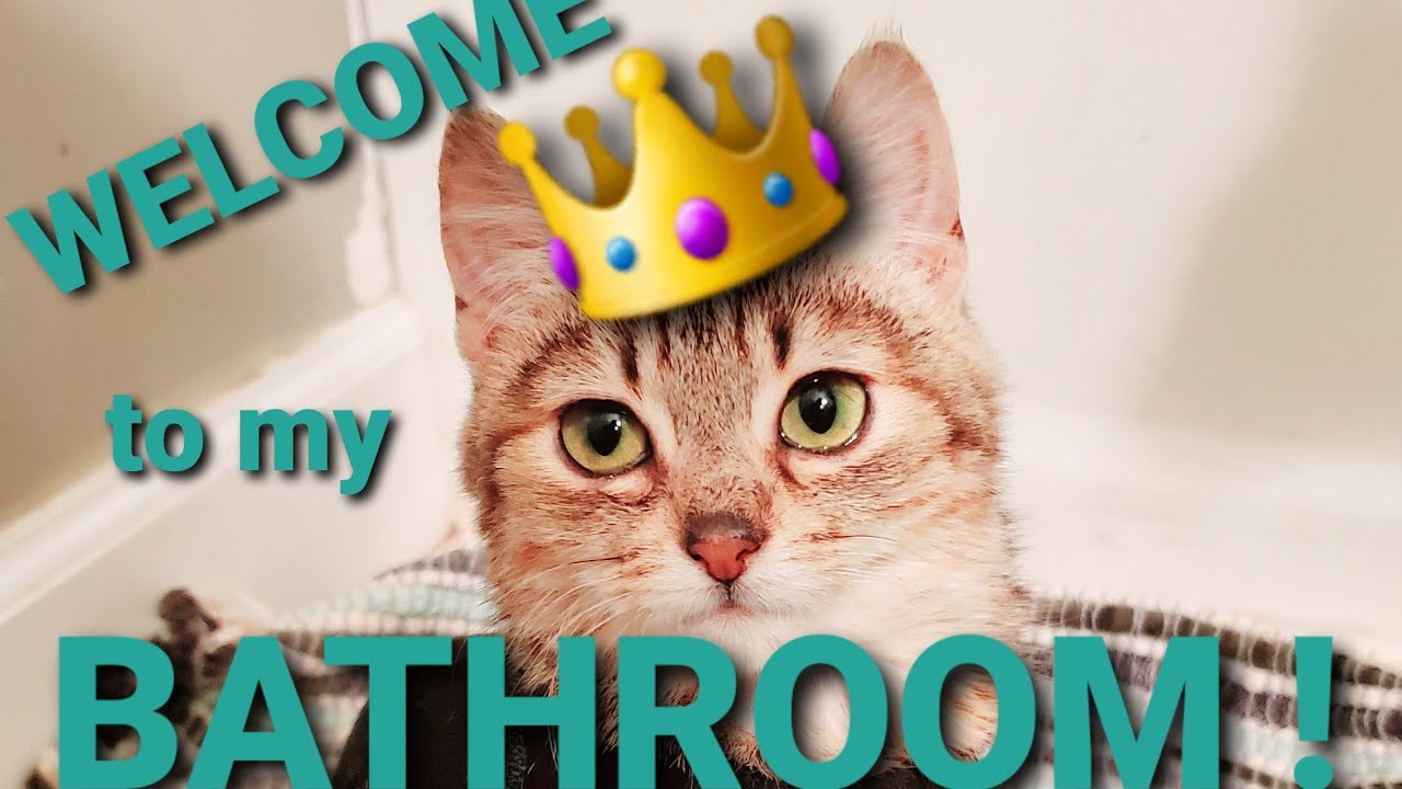 Manx Syndrome my cats bathroom organization YouTube