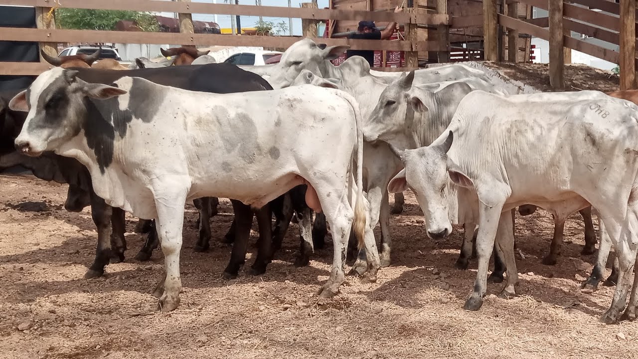 @ de boi acima de 350$$ que impacto traz pra pecuária leiteira??? O que você acha?? É bom ou ruim?? 