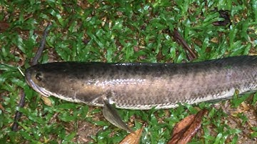 loại mồi cắm câu cá lóc(cá sộp)miền bắc siêu nhậy/săn bắt ẩm thực