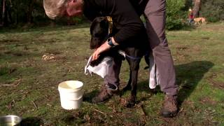 Greyhound coursing tips (part 4): Postevent recovery