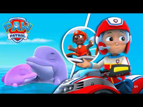 Pups Save a Dolphin Pup - Paw Patrol Full Episodes