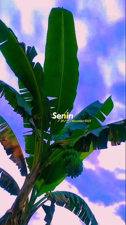 cinematic senin pagi🌄