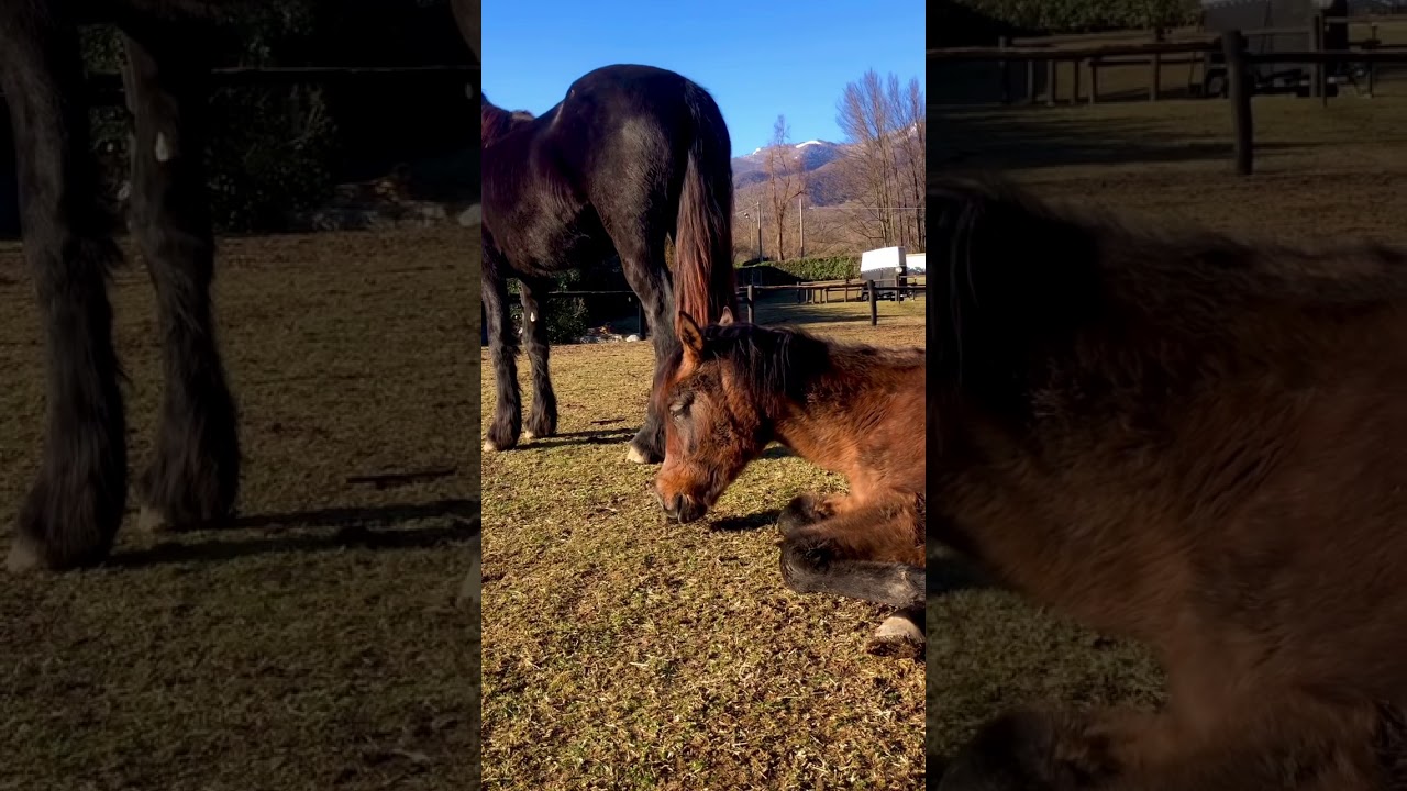 La pace a ClydeTherapy Farm