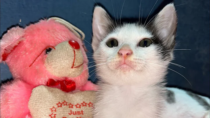 Watch the video about Cute kitten After Bath 🛁 || Persian Kitten Funny Video