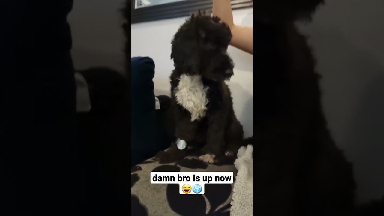 iced out dog 😂🧊 