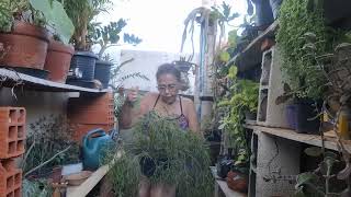 Cuidado das plantas e cantando 