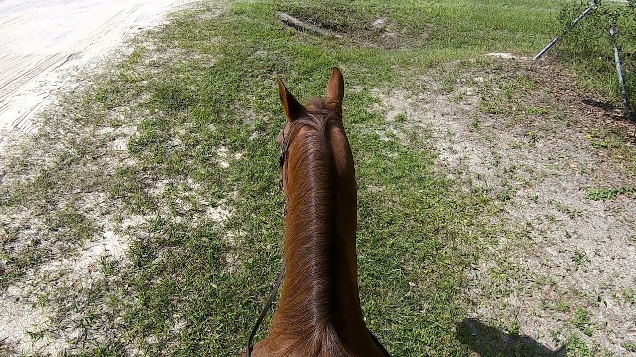 KitKat the Wonder Horse 081321