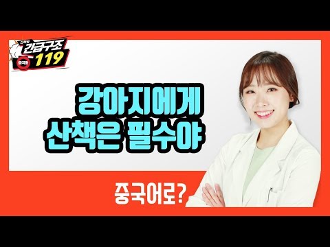 [다락원 x 긴급구조 119 중국어] 강아지에게 산책은 필수야! - 동·식물 편(중국어회화, 중국어 기초, 중국어 단어, 반려견)