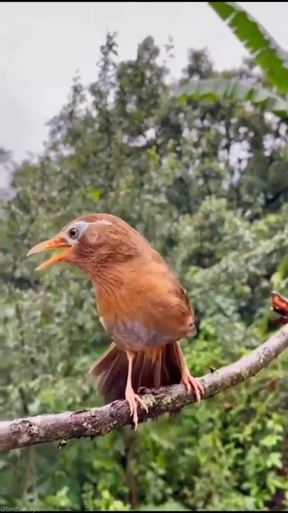 burung wambi (hwamei) di alam liar