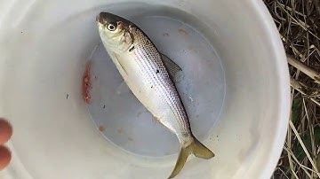 Cuộc sống ở nhật"trải nghiệm câu cá không cần mồi và món cá nướng thơm lừng"tập 1