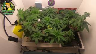 Closet Cannabis Grow Weekly Update. A detailed look at each plant. Their structures & growth.