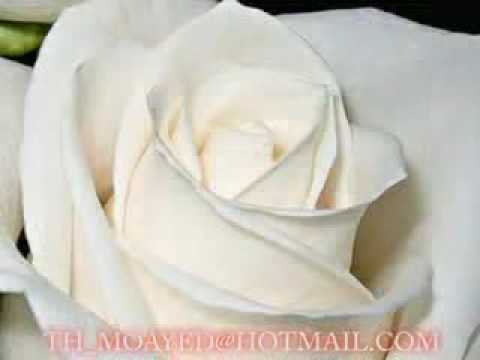  3   نامي على الهدى