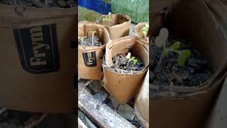 cardboard pot biodegradable materials#environmentalawareness  #earthday #biodiversity