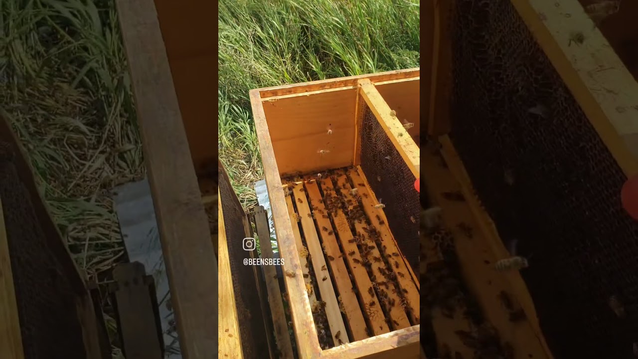 #beekeeping