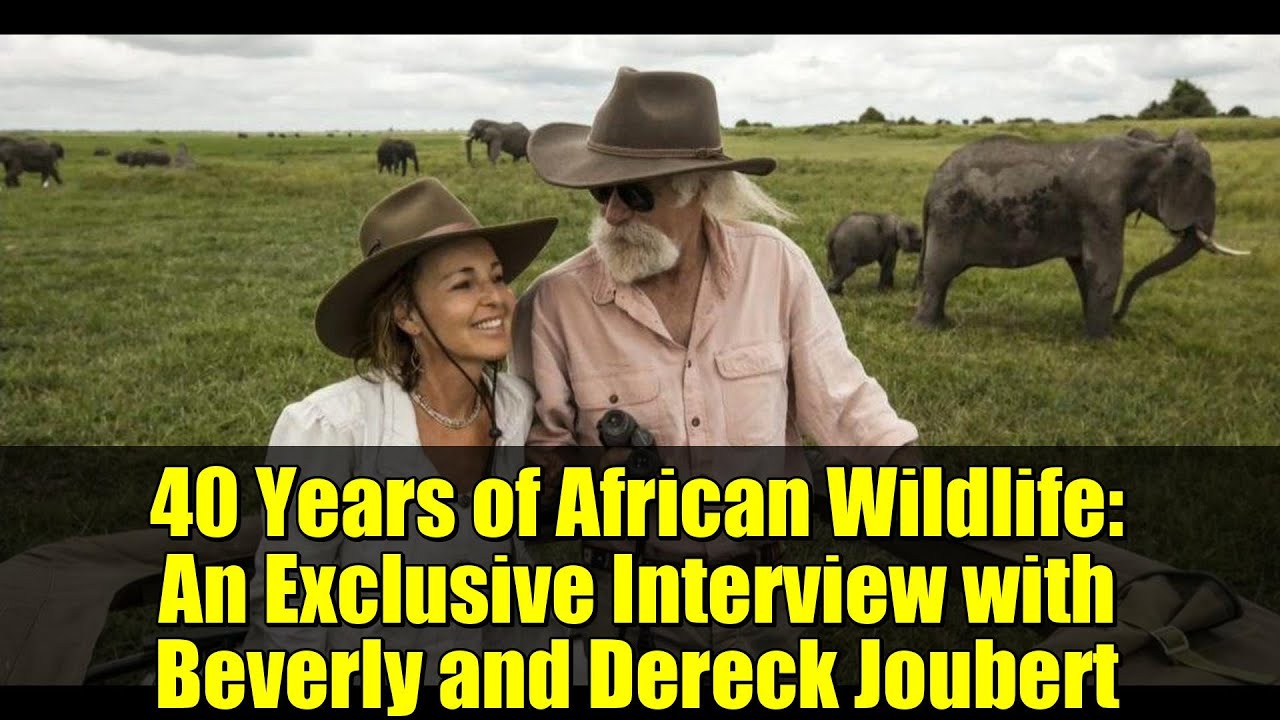 40 лет африканской дикой природы: эксклюзивное интервью с Беверли и Дереком Жубером