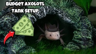 Beginner’s Guide: Step-by-Step Axolotl Tank Build