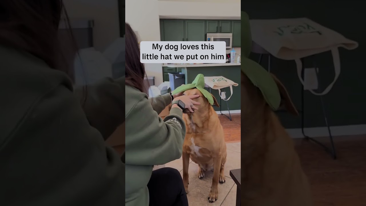 My dog loves this hat 🥹