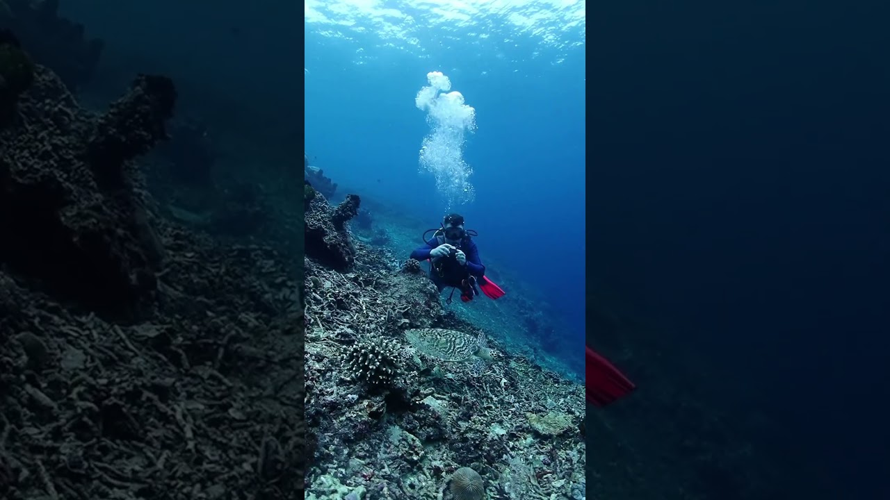 Turtle Strikes a Pose! Turtle's Majestic Moment at Nusa Penida 🌊 