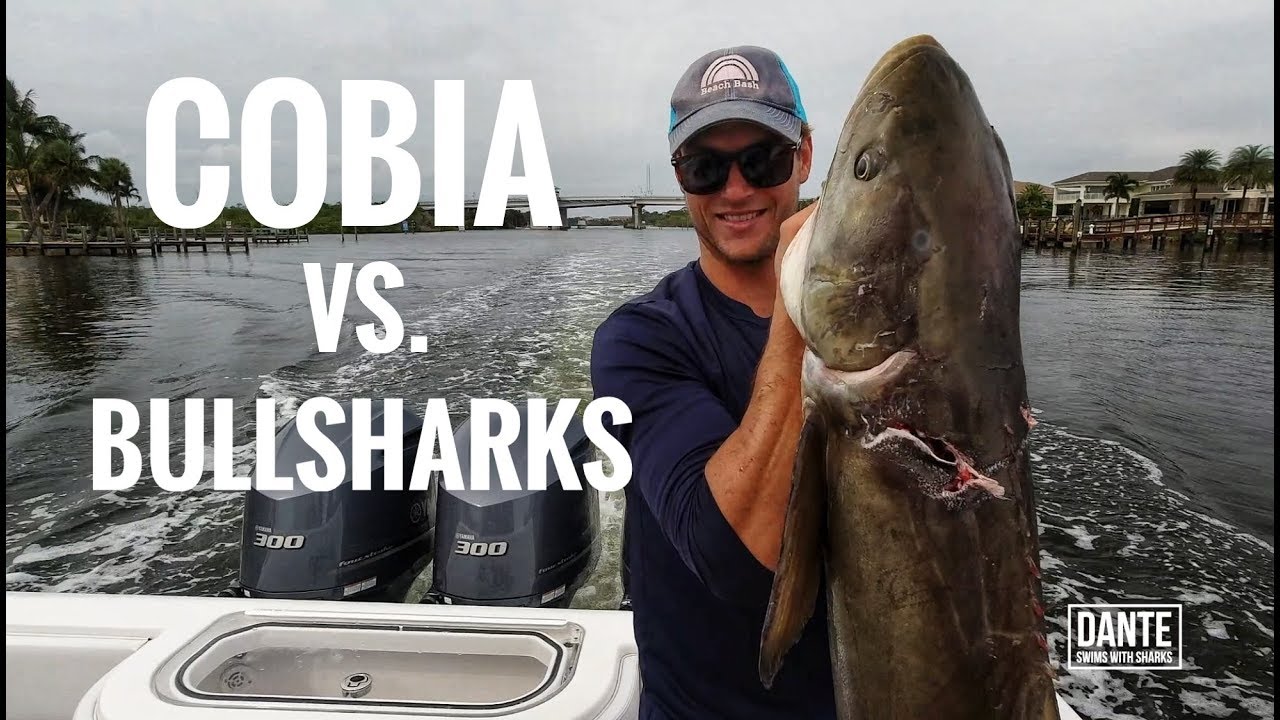 Cobia vs Bullsharks Freediving and Spearfishing cobia with sharks YouTube
