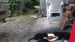 納屋の子猫20210610-2