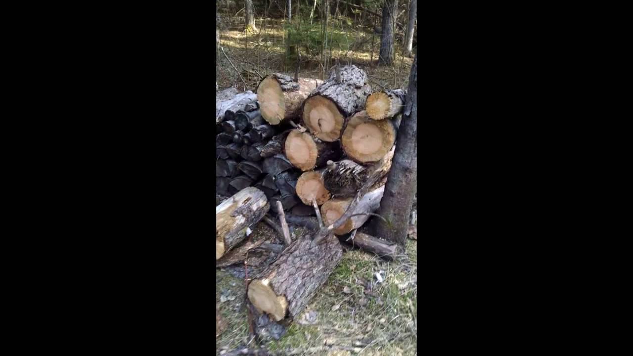 Morel Mushroom Paradise!! Plus My New Hunting Spot Alpena Michigan 2016