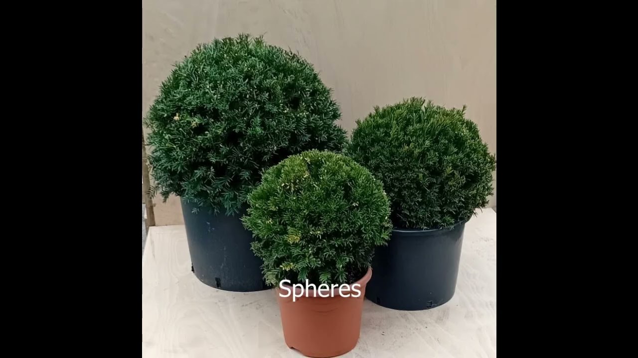 Taxus baccata topiary: 